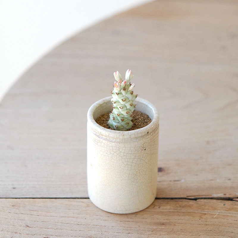 succulent x ageing pot