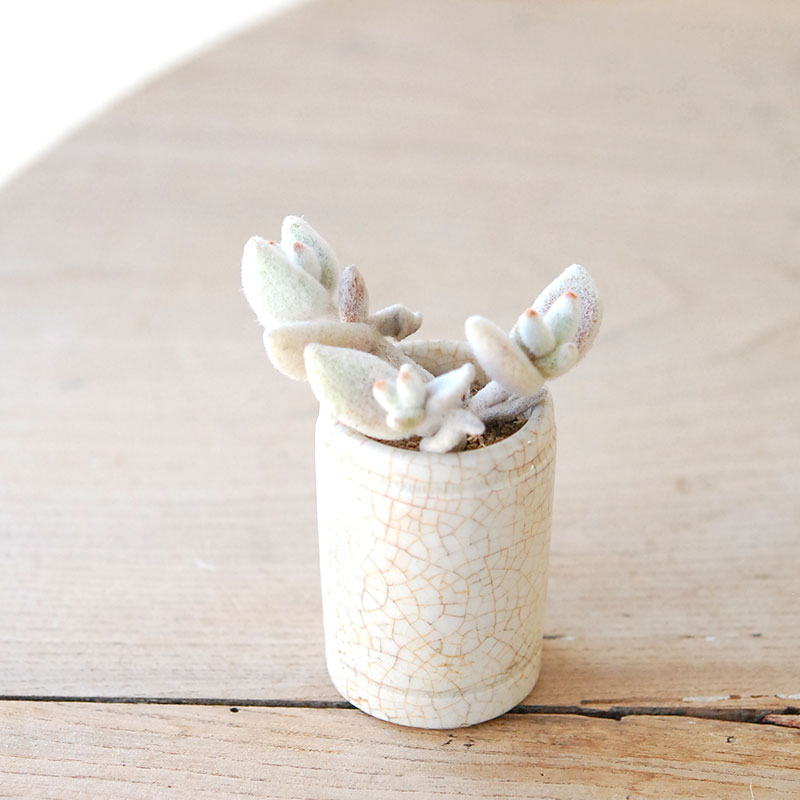 succulent x ageing pot