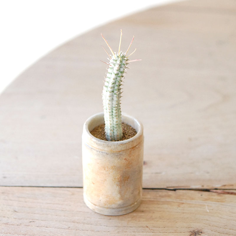 succulent x ageing pot