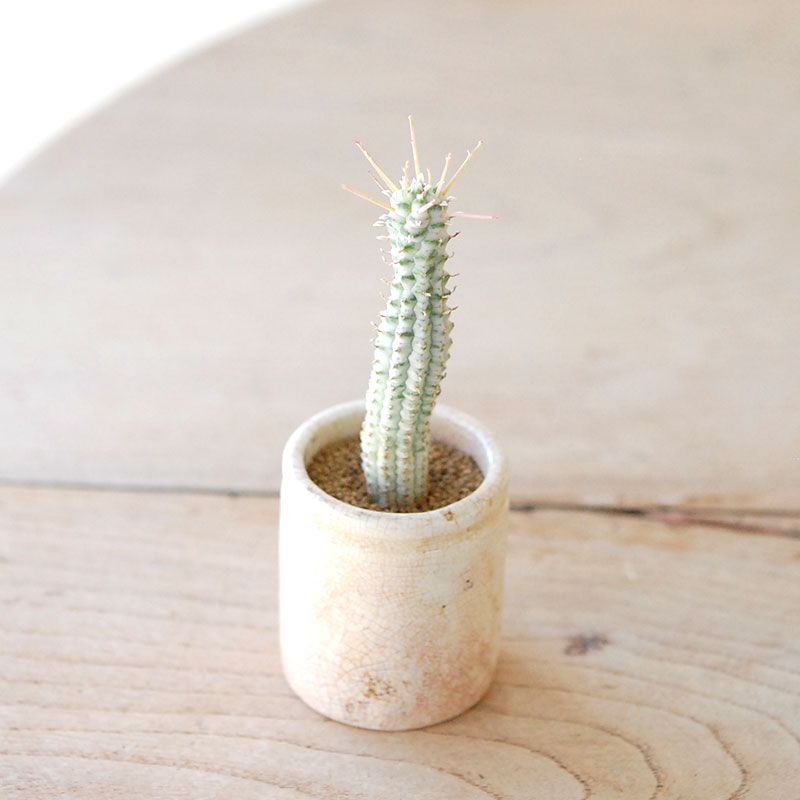 succulent x ageing pot