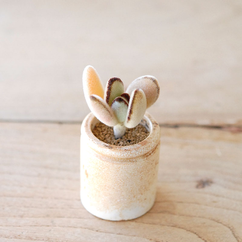 succulent x ageing pot