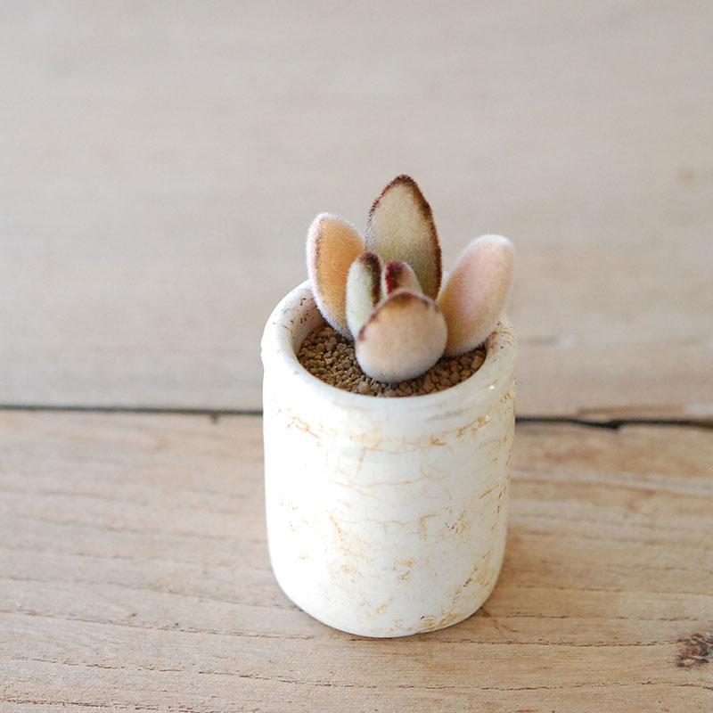 succulent x ageing pot