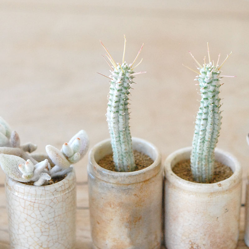 succulent x ageing pot