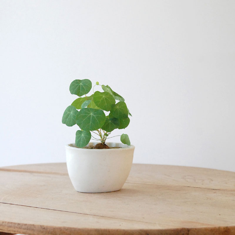 Stephania エレクタ x antique Jerry mold