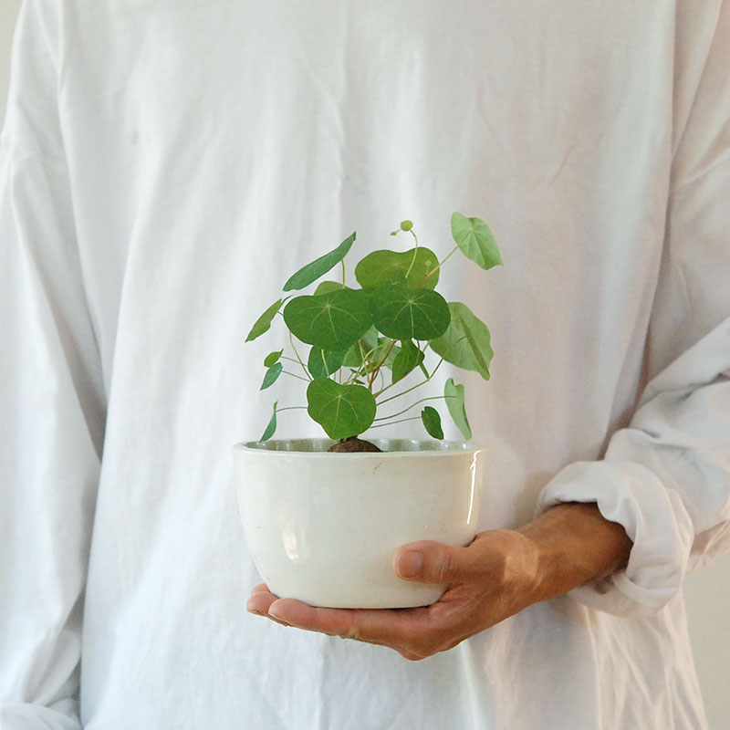 Stephania エレクタ x antique Jerry mold