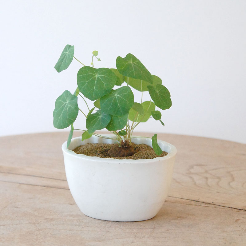 Stephania エレクタ x antique Jerry mold