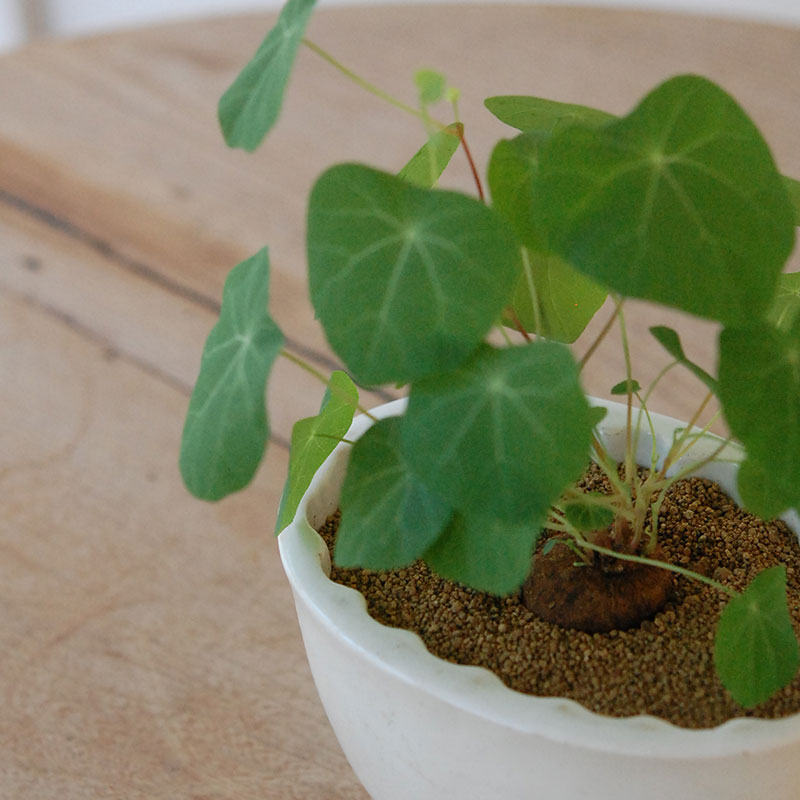 Stephania エレクタ x antique Jerry mold