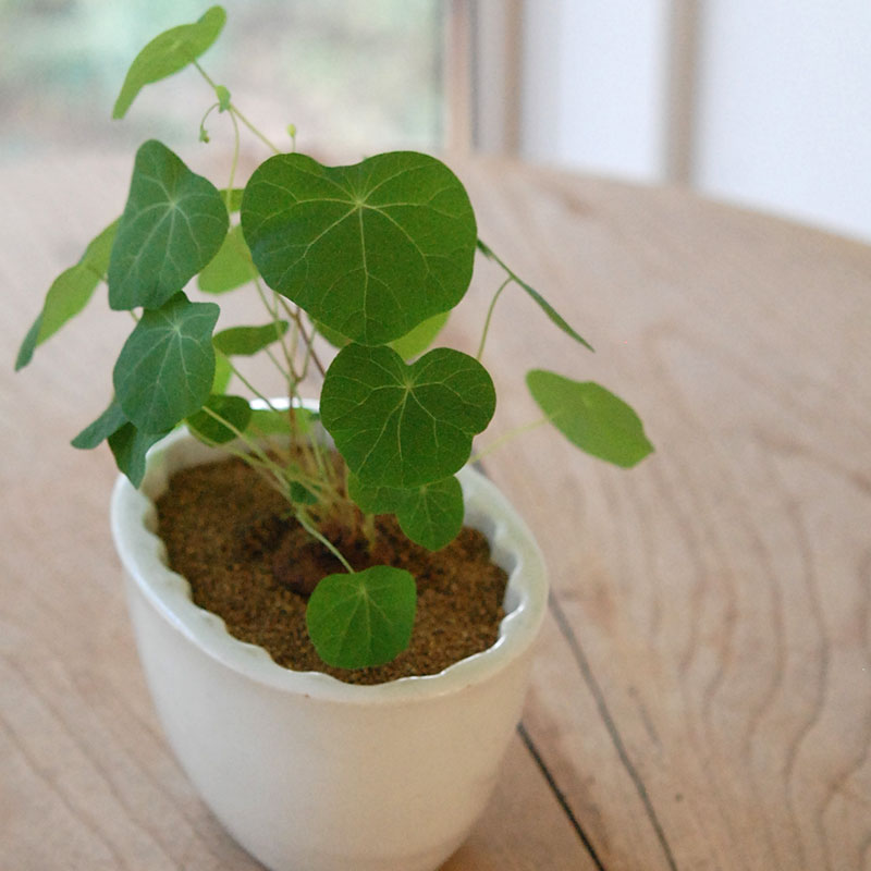 Stephania エレクタ x antique Jerry mold