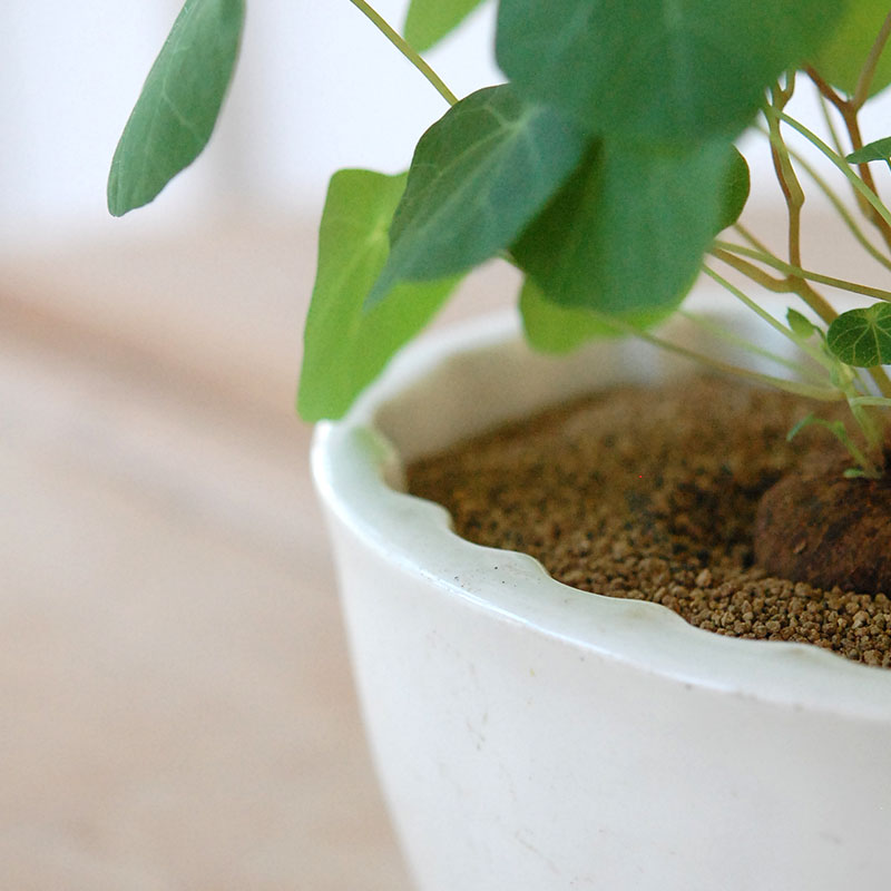 Stephania エレクタ x antique Jerry mold