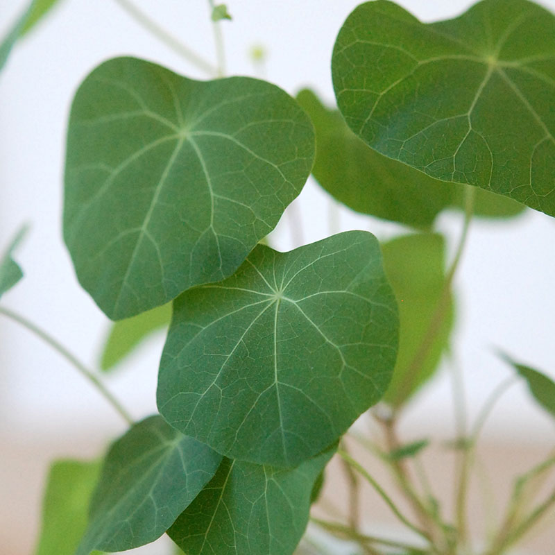 Stephania エレクタ x antique Jerry mold