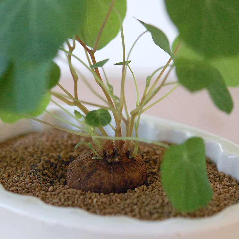 Stephania エレクタ x antique Jerry mold