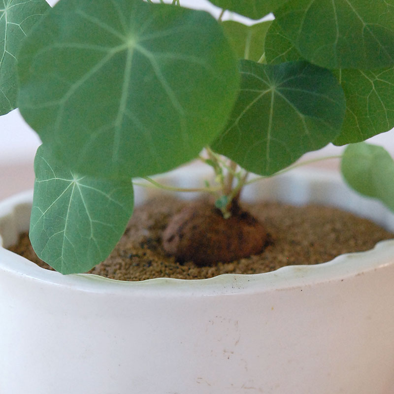 Stephania エレクタ x antique Jerry mold