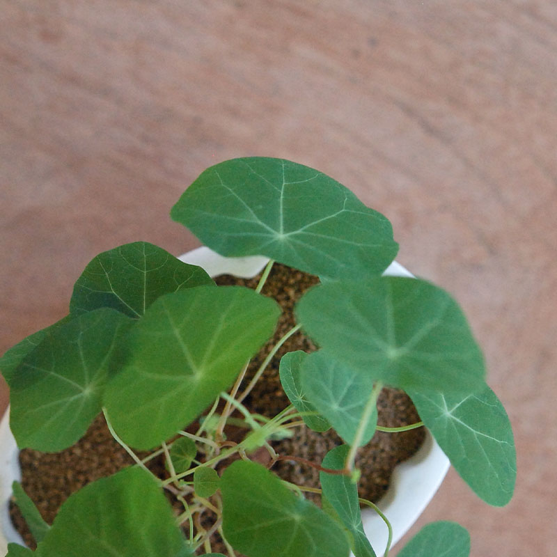 Stephania エレクタ x antique Jerry mold