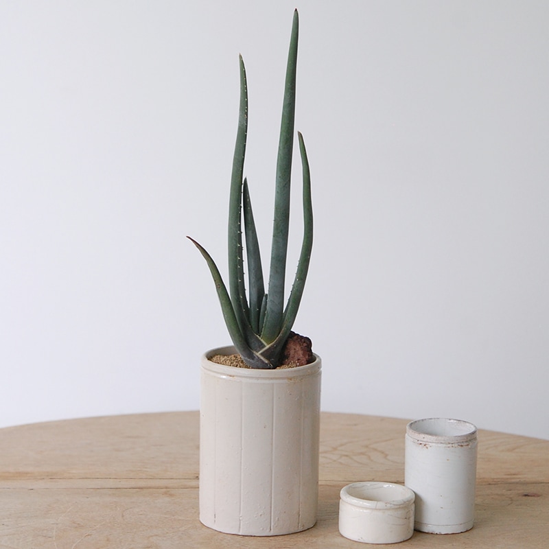 Aloe スザンナエ x antique pot952