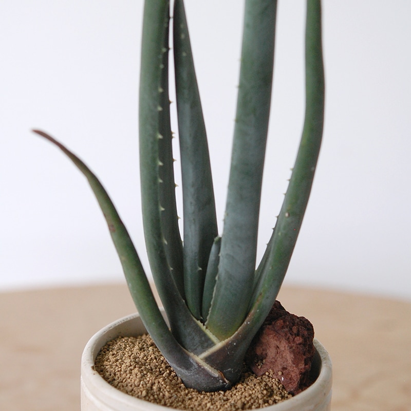 Aloe スザンナエ x antique pot952