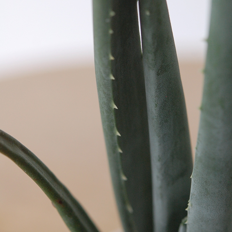 Aloe スザンナエ x antique pot952