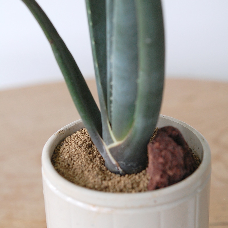 Aloe スザンナエ x antique pot952
