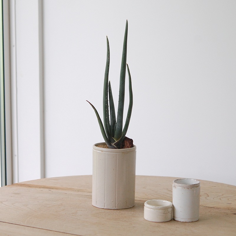 Aloe スザンナエ x antique pot952
