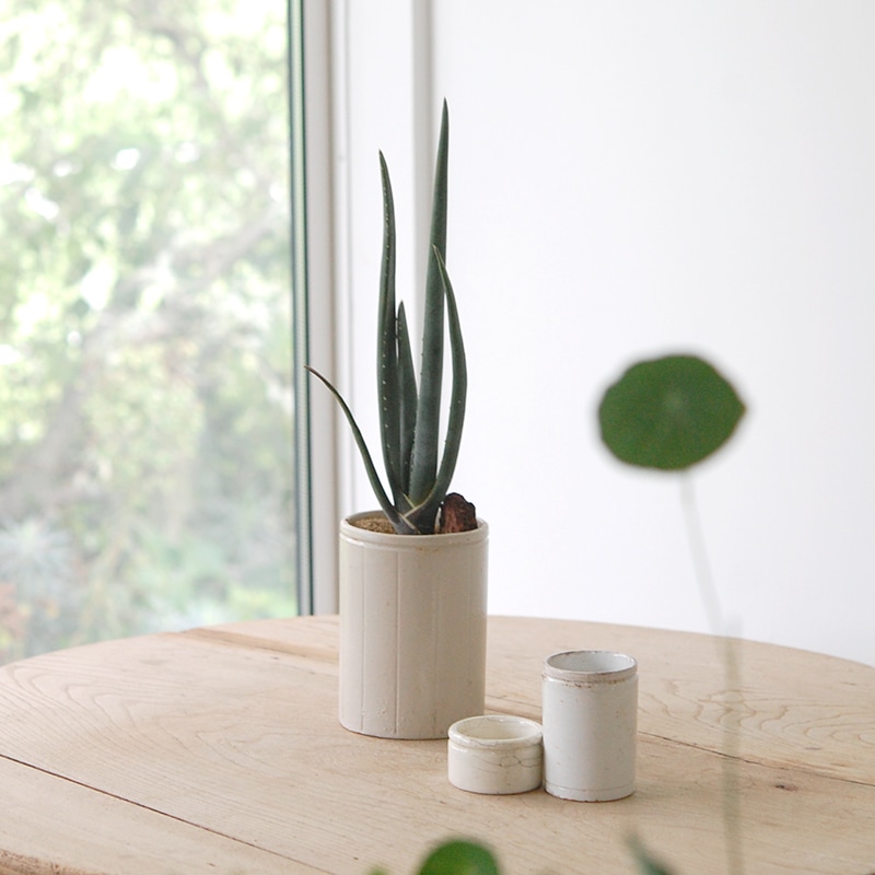 Aloe スザンナエ x antique pot952