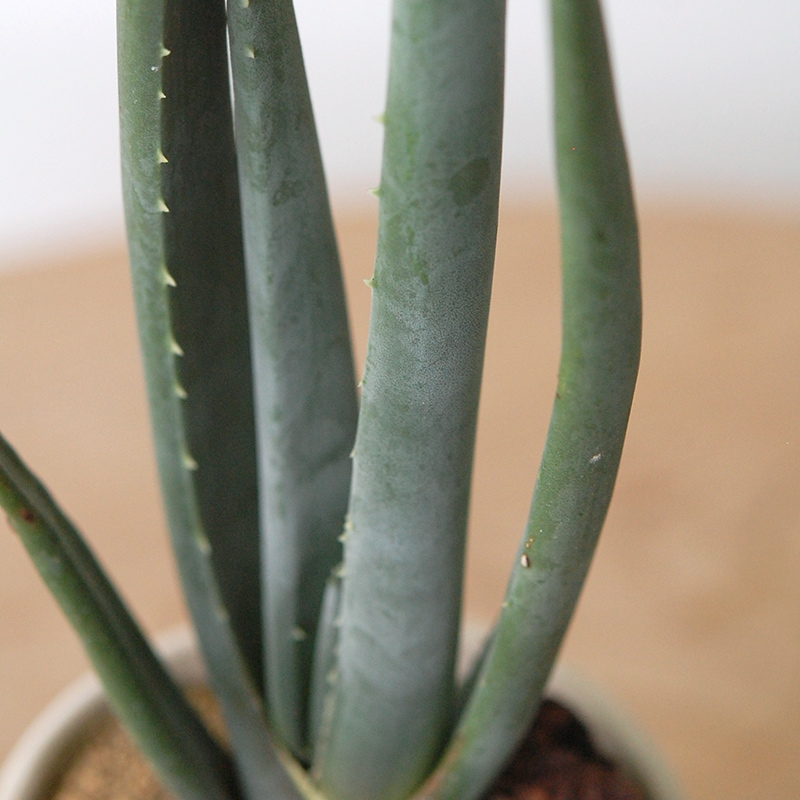 Aloe スザンナエ x antique pot952