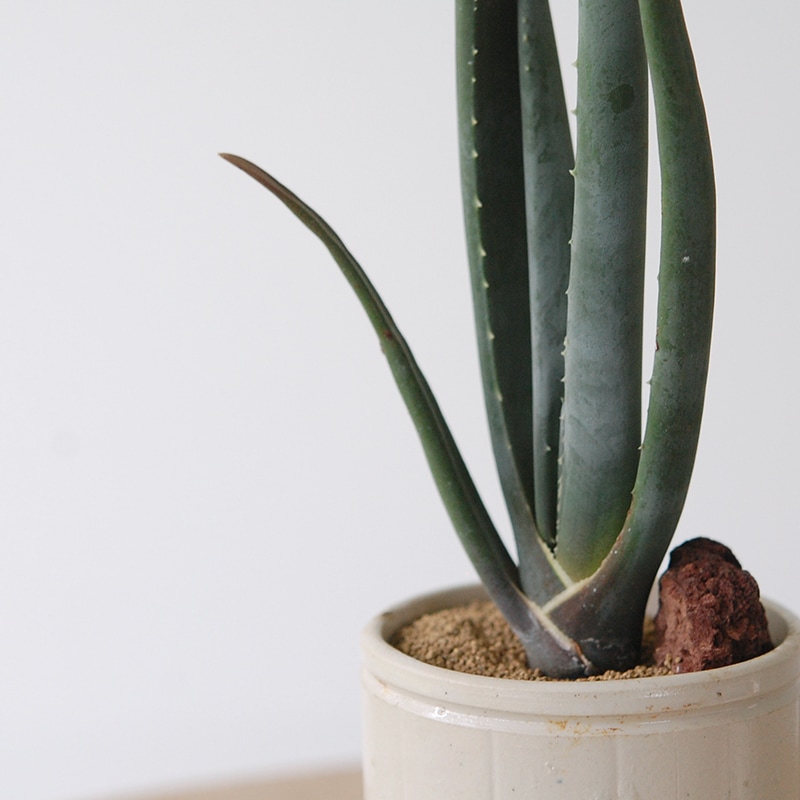 Aloe スザンナエ x antique pot952