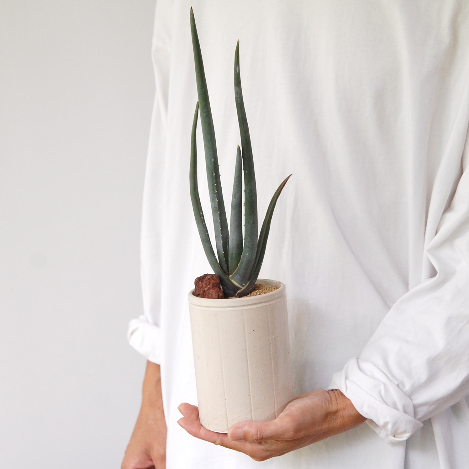 Aloe スザンナエ x antique pot952