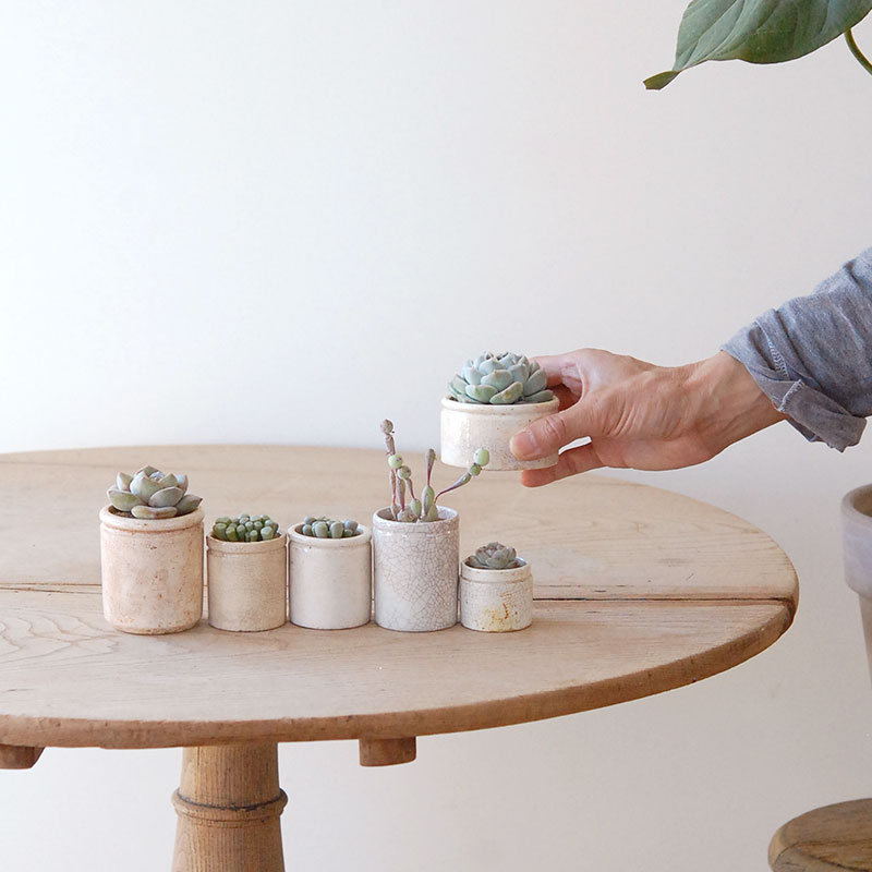 succulent x ageing pot