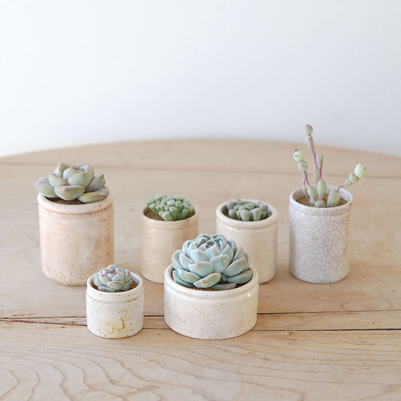 succulent x ageing pot