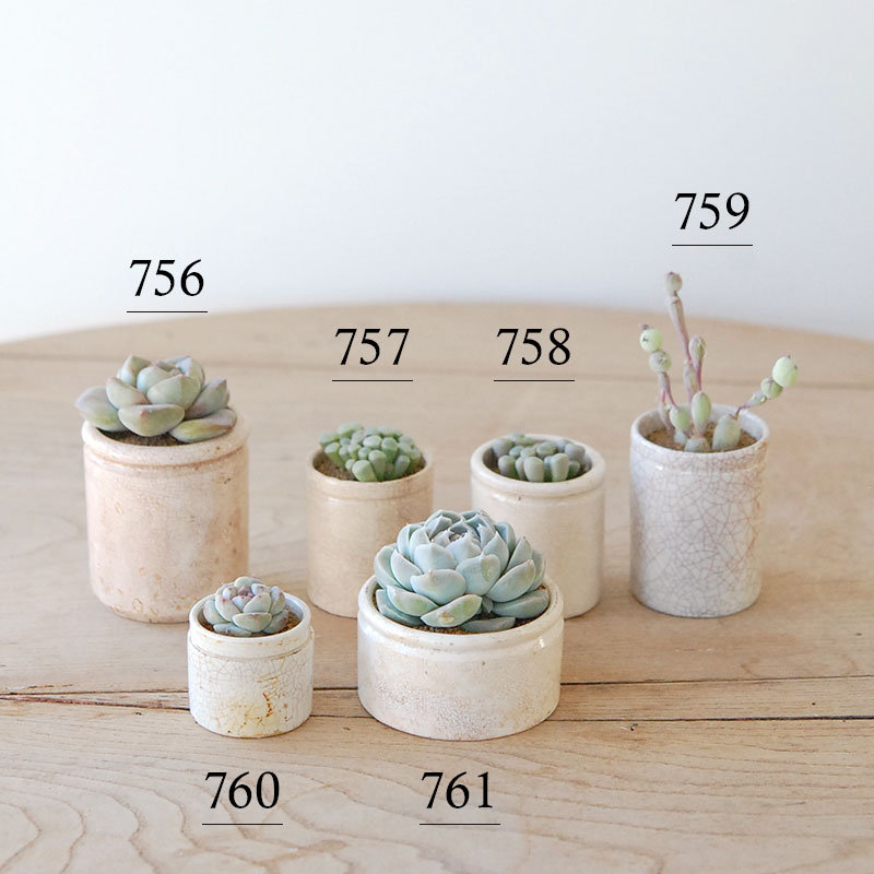 succulent x ageing pot