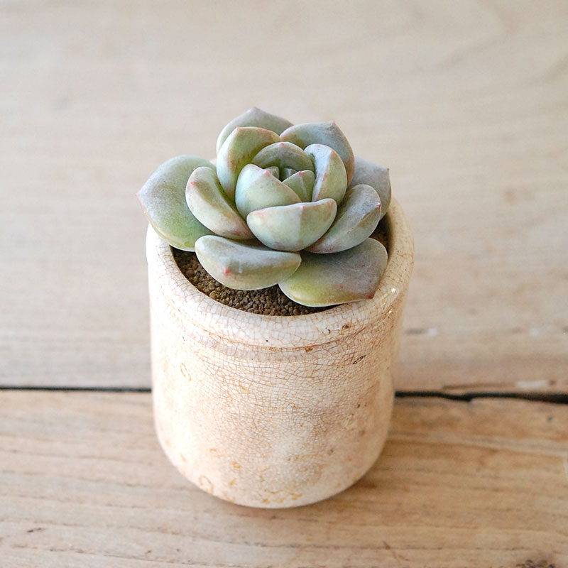succulent x ageing pot