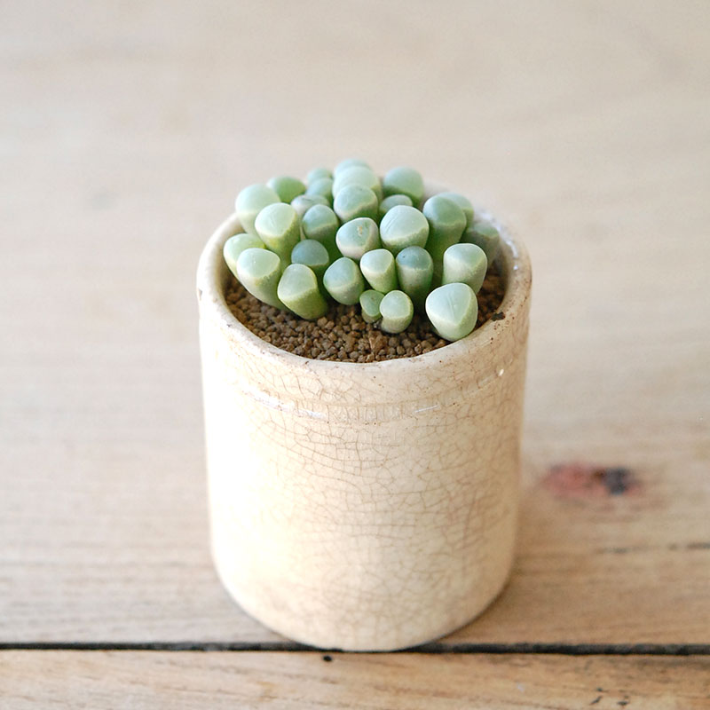 succulent x ageing pot