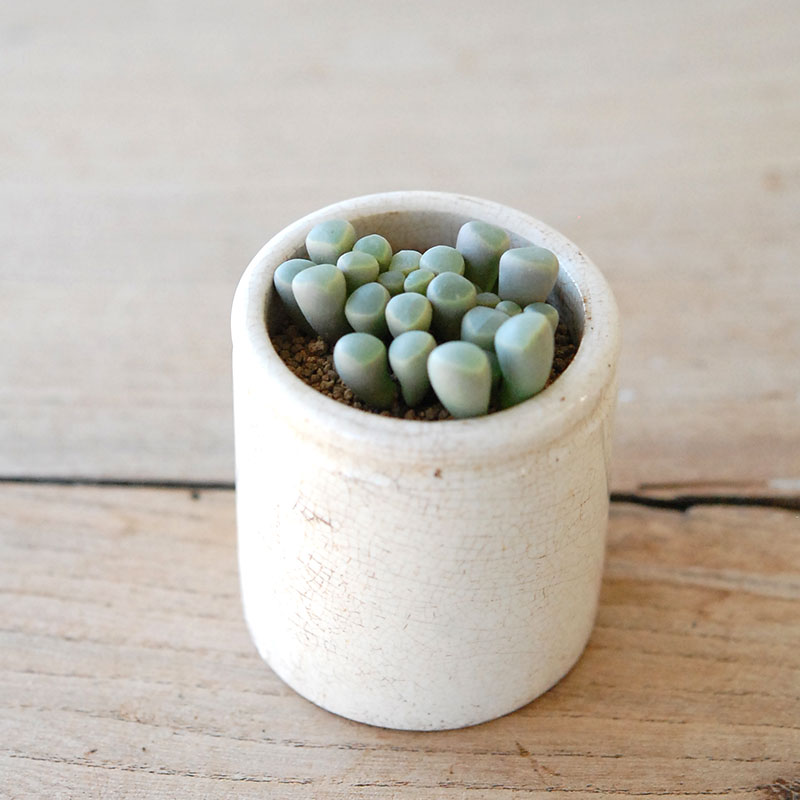 succulent x ageing pot