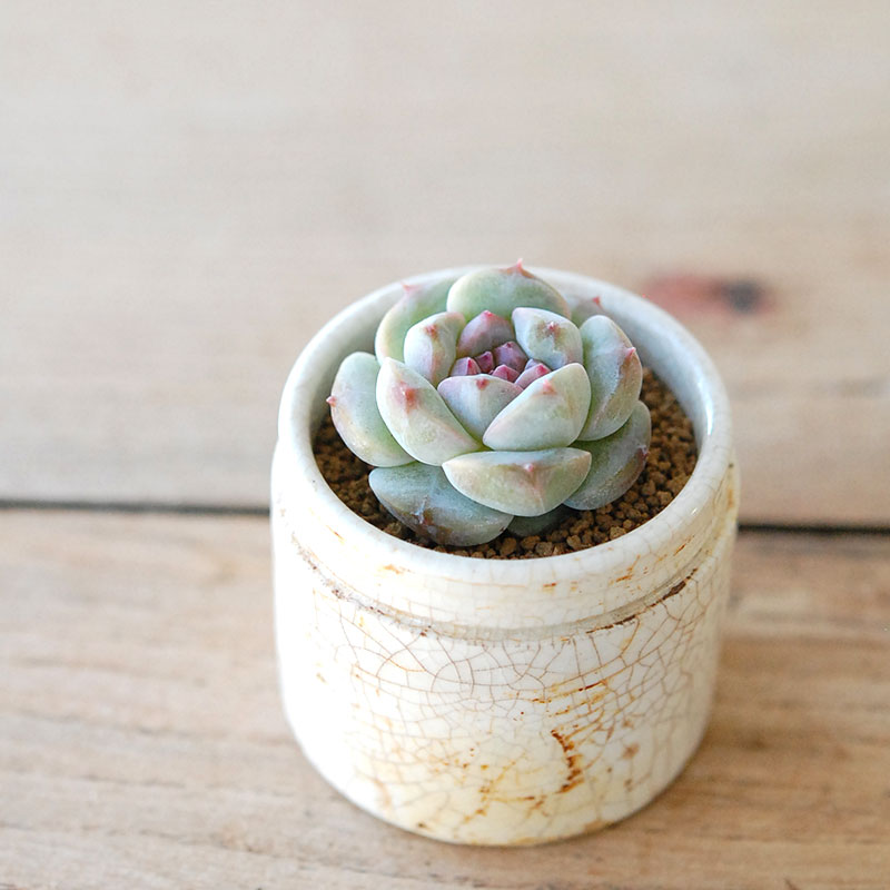 succulent x ageing pot