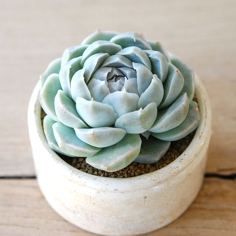 succulent x ageing pot