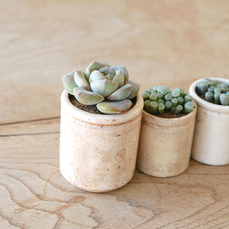succulent x ageing pot