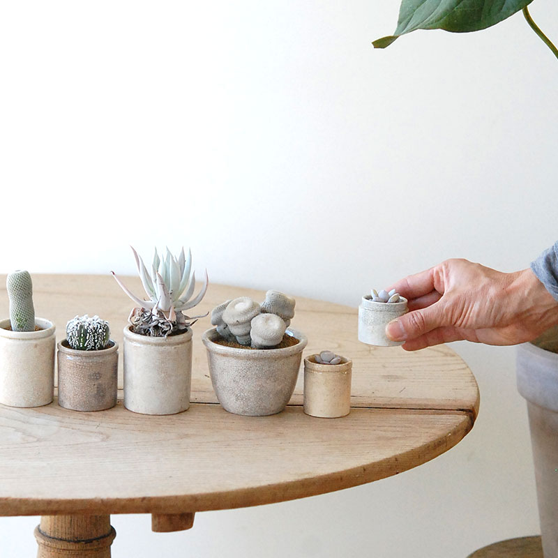 succulent x ageing pot