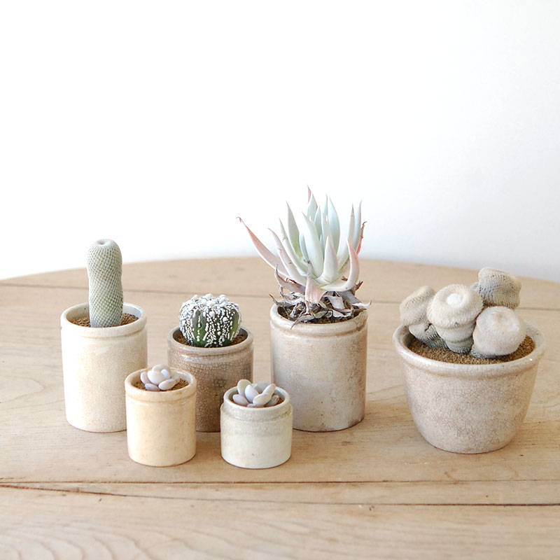 succulent x ageing pot