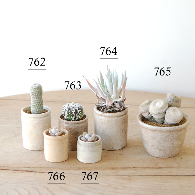 succulent x ageing pot