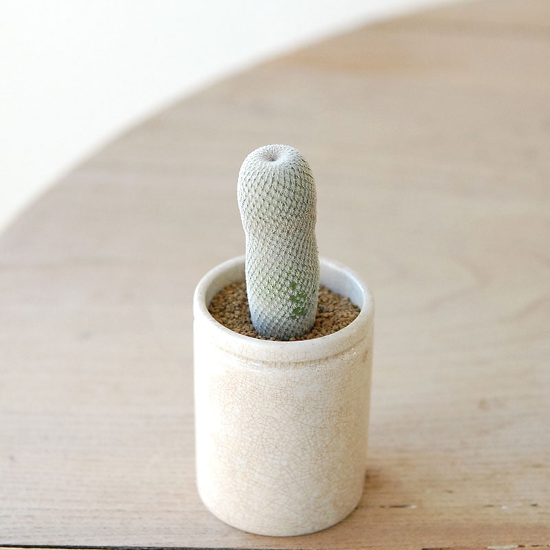 succulent x ageing pot