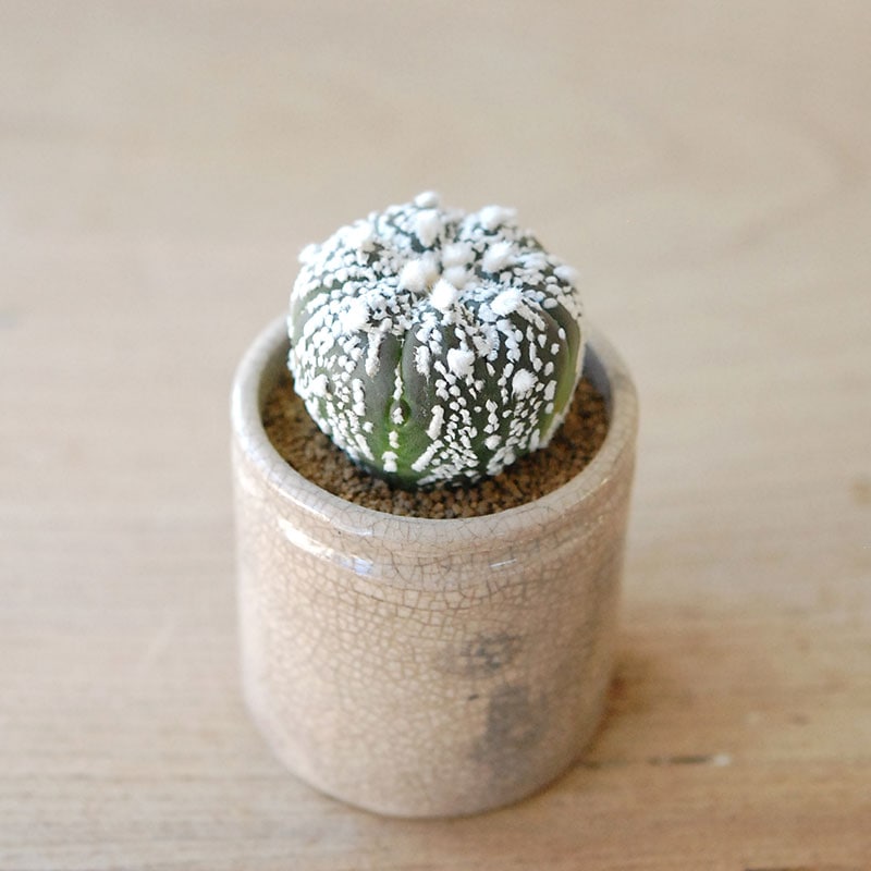 succulent x ageing pot