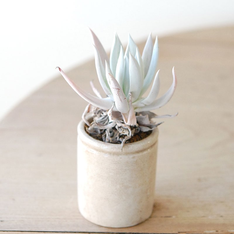 succulent x ageing pot