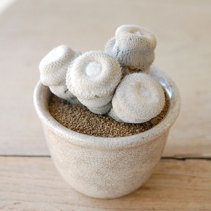 succulent x ageing pot