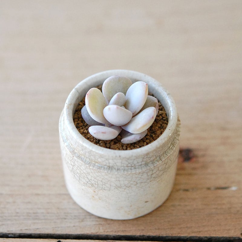 succulent x ageing pot