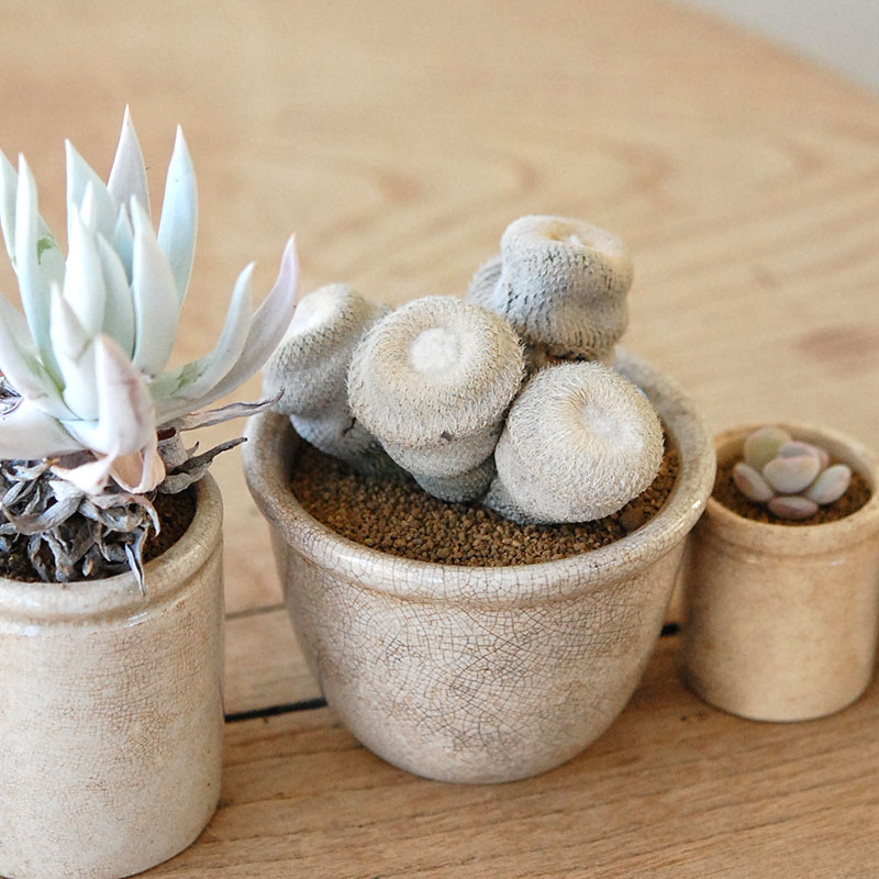 succulent x ageing pot