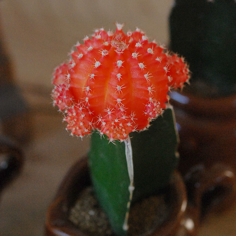 Gymnocalicium 緋牡丹 x antique ブラウンポット