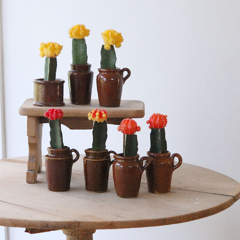 Gymnocalicium 緋牡丹 x antique ブラウンポット