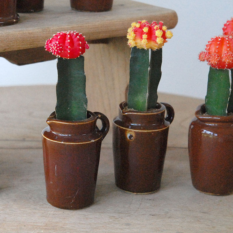 Gymnocalicium 緋牡丹 x antique ブラウンポット