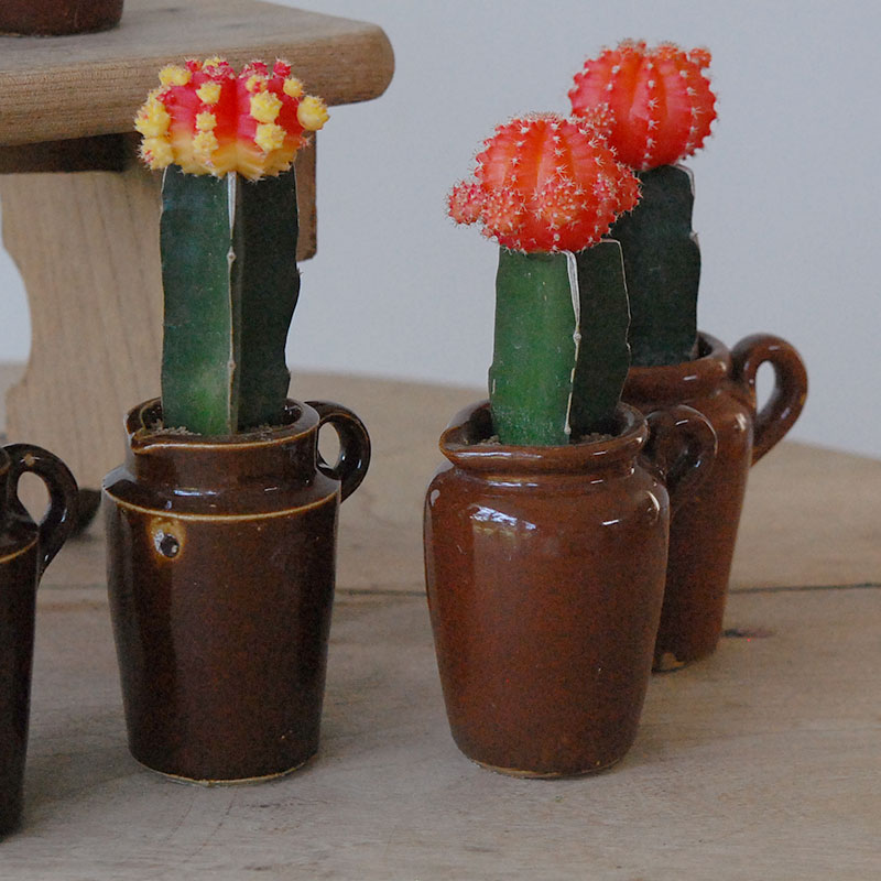 Gymnocalicium 緋牡丹 x antique ブラウンポット