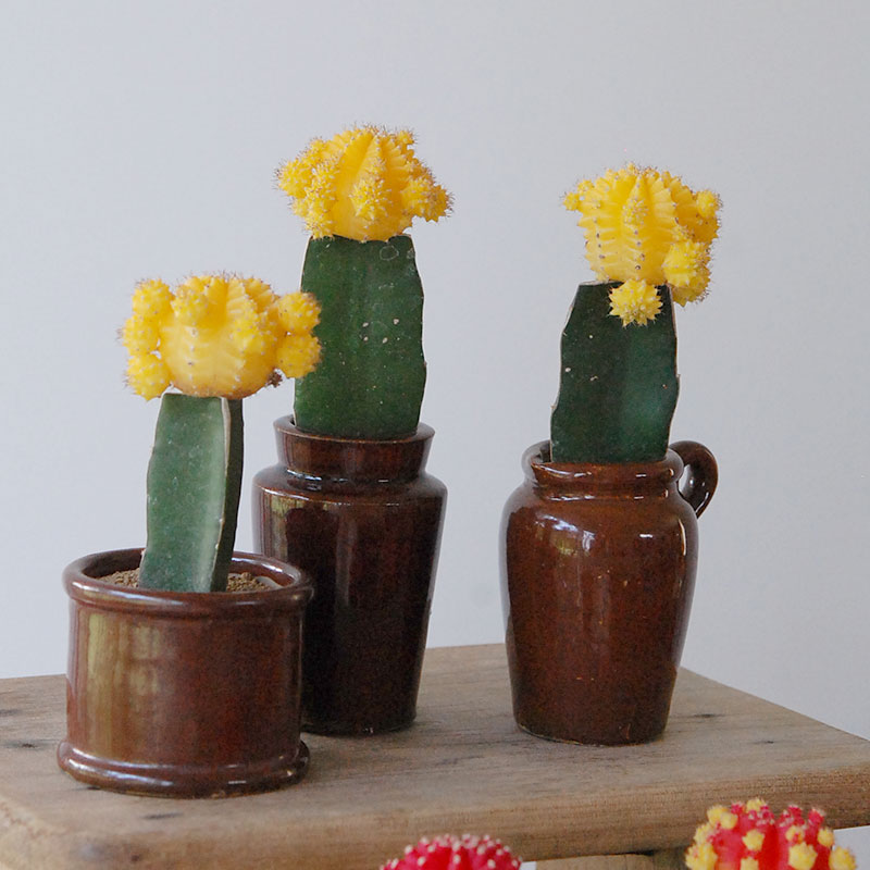 Gymnocalicium 緋牡丹 x antique ブラウンポット | 多肉植物の