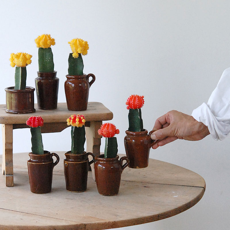 Gymnocalicium 緋牡丹 x antique ブラウンポット